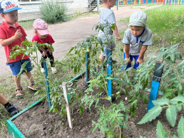 Мы сажаем огород, посмотрите что растет! Мы сажаем огород, посмотрите что растет!.